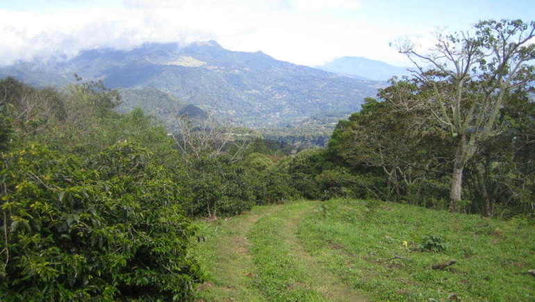 Panama Hortigal Estate