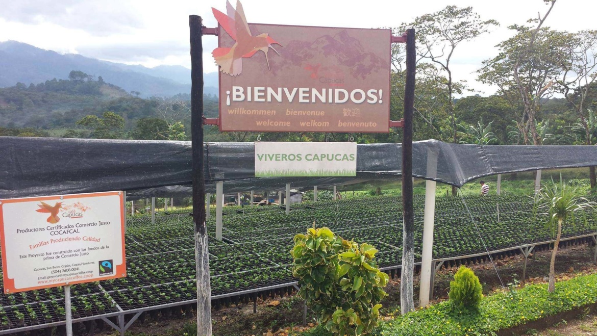 Honduras Capucas Coffee
