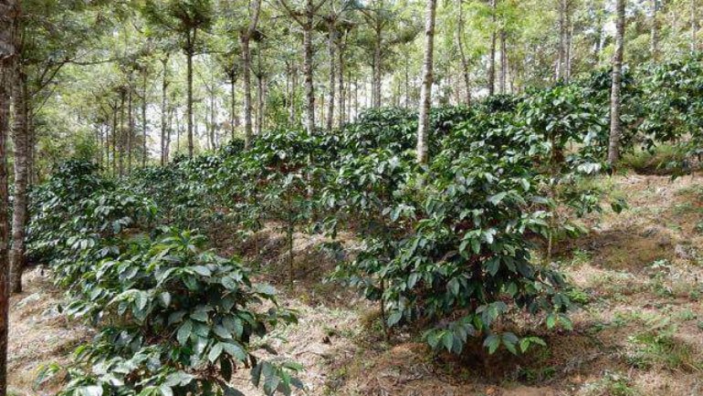 Las Lajas – Direct Trade