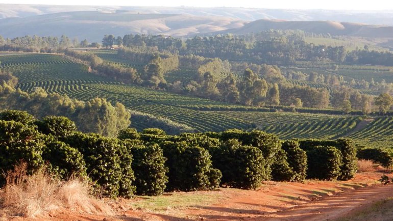 Farm Focus: Fazendas Serrinha & Santa Luzia