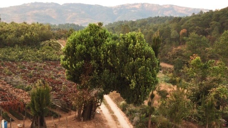 Farm Focus: Fincas La Merced & Retiro del Quisaya