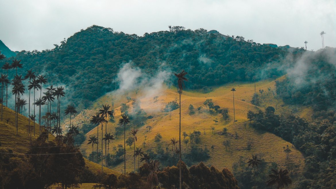 Farm Focus: Colombian Coffee